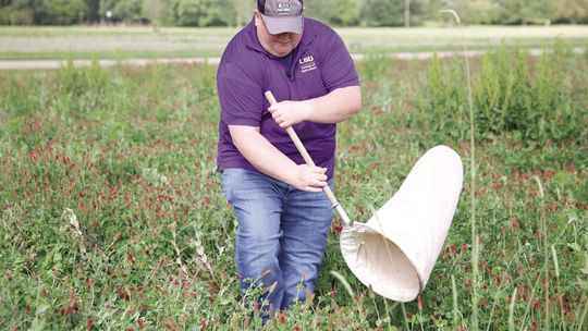 Avoiding destructive pests with timely cover crop management