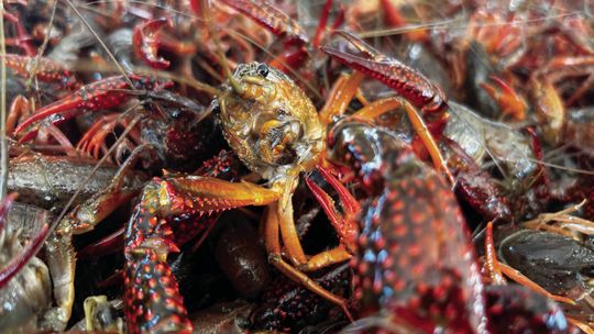 Crawfish industry facing shortage of labor