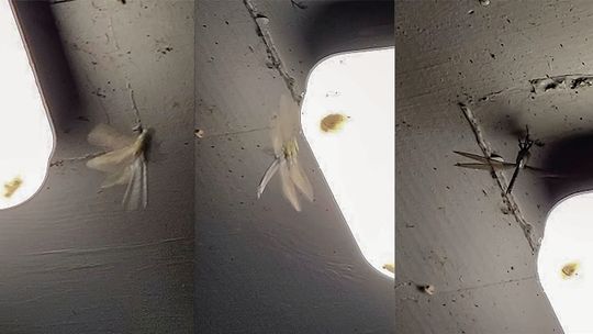 Dark matters: AgCenter researchers examine the negative effects of light pollution