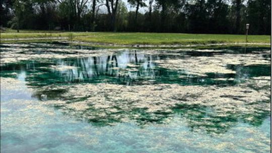 Free fishpond workshop set for May 19 in Breaux Bridge