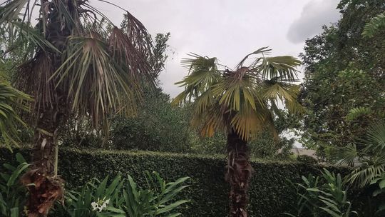 Freeze damage can mimic disease symptoms in palms