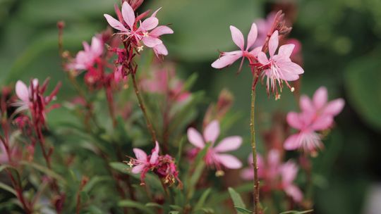 Gaura is a superstar in pollinator gardens