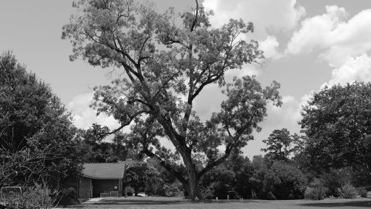 Give your trees a checkup before peak hurricane season arrives
