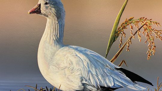 LDWF announces 2027 La. Duck Stamp Contest
