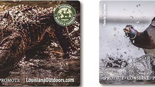 LDWF seeking artwork submissions for next fishing and hunting license hard cards