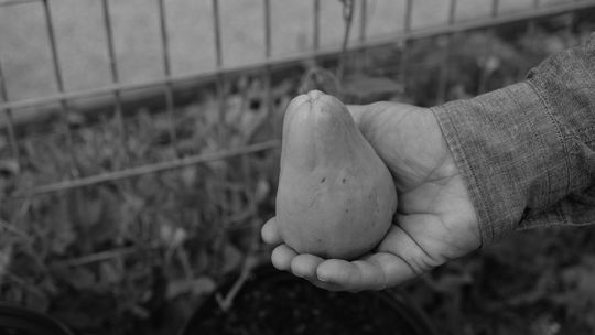 Mirlitons are part of Louisiana’s heritage — and they’re easy to grow