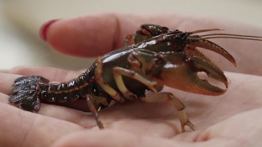 New aquaculture professor wants to create a lasting legacy of research excellence