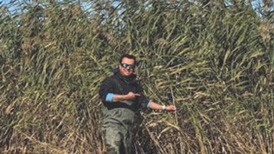 Researchers report progress in roseau cane restoration