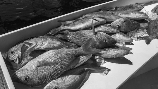 Sixty-eight percent of recreational red snapper allocation has been harvested