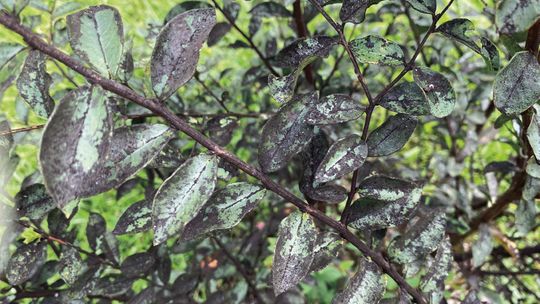 Sooty mold is a sign of an insect problem