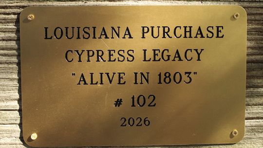 St. Martinville cypress tree certified as being alive during Louisiana Purchase
