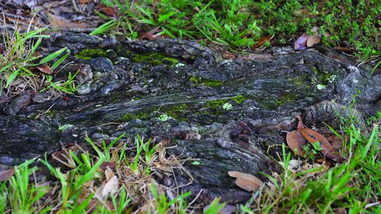 That shaded parking spot may spell trouble for your tree