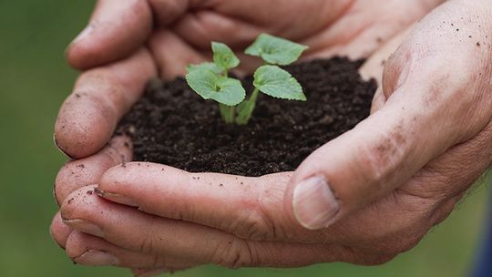 The effects of soil degradation