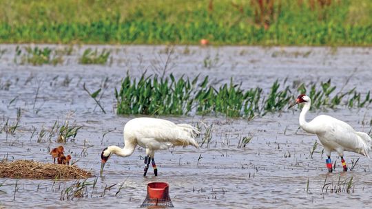 WHOOPING CRANE HATCHLINGS