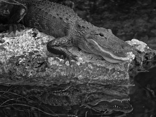 Act 37 creates first recreational alligator season in Louisiana
