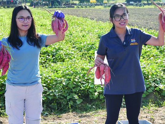 AgCenter unlocks secrets for sweet potato yields