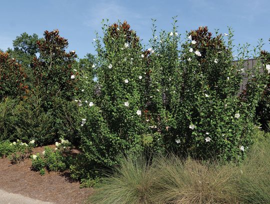 Althea is an old favorite worth revisiting