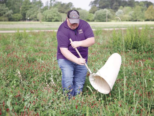 Avoiding destructive pests with timely cover crop management