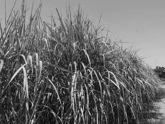 Baja St. Martin