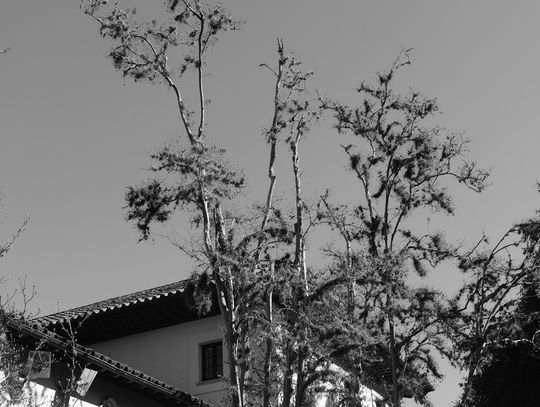 Ball moss can cause tree problems