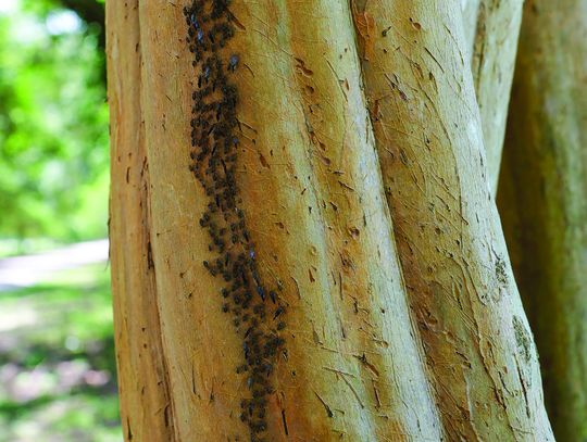 Bark lice: Crape myrtles’ caretakers