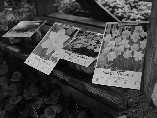 Buried treasure: Plant bulbs now for beautiful blooms this spring