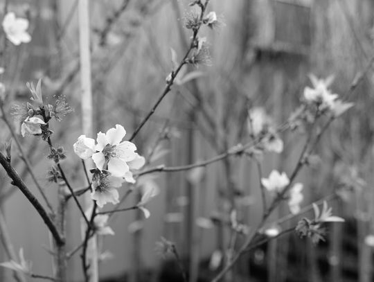 Chill hours matter when growing fruit trees