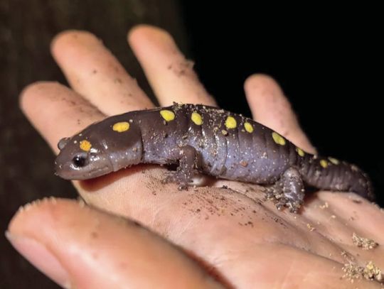 City Nature Challenge 2026 begins April 24