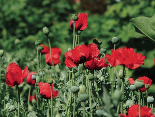 Cottagecore in the garden: sow seeds now for spring