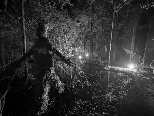 Discover the Enchanted Forest during art reception at Atelier