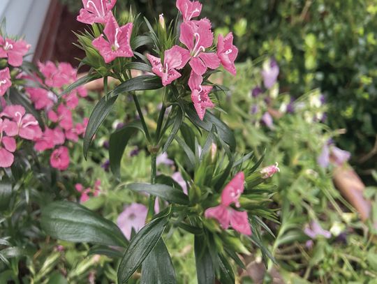 Don’t rush to cut back, discard your freeze-damaged plants