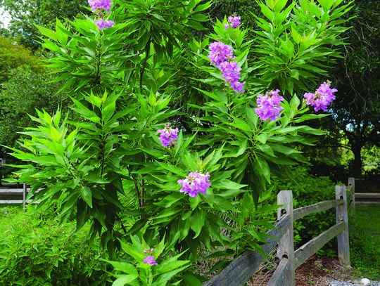 El Niño desert orchid is a tough, unique hybrid