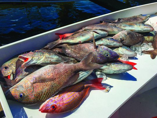 Estimated 20% of private recreational red snapper landed through May 25