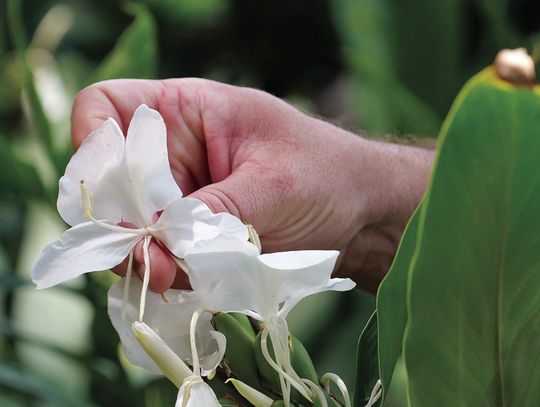Fragrant, butterfly-shaped flowers make these gingers a summertime delight