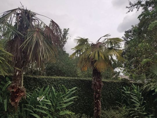 Freeze damage can mimic disease symptoms in palms