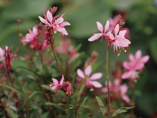 Gaura is a superstar in pollinator gardens
