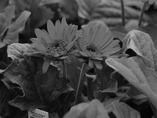 Gerbera daisies can be enjoyed in the garden