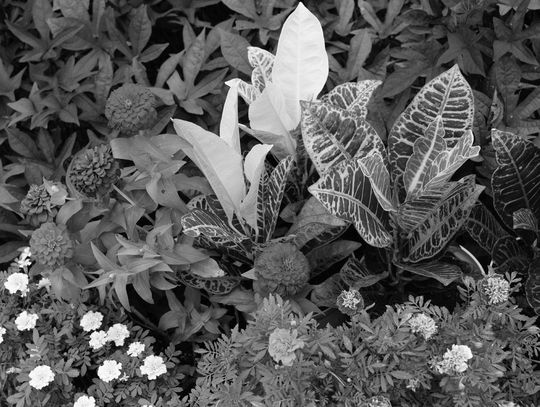 Get your garden ready for Fall