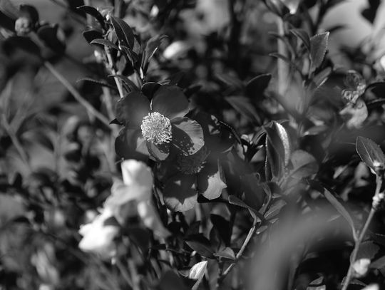 Give this underappreciated camellia species a try