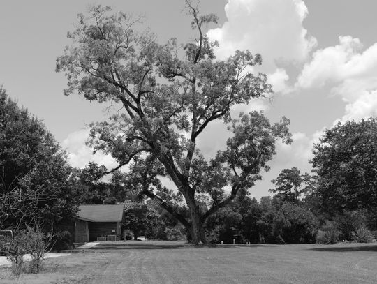 Give your trees a checkup before peak hurricane season arrives