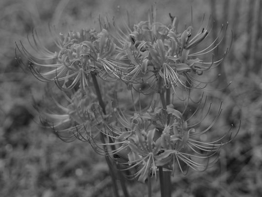 Hurricane lilies are Southern garden heirlooms