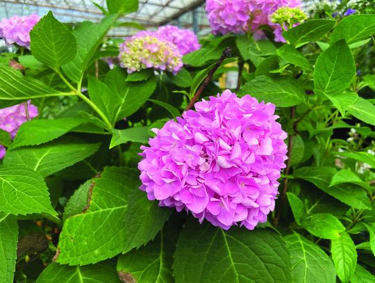 Hydrangeas: A colorful springtime staple