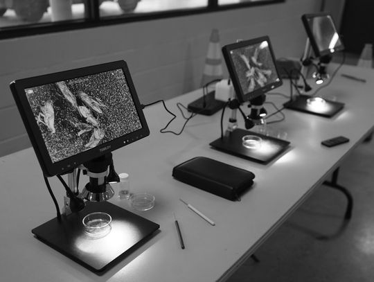 Invasive pest workshop pushes for diligence, communication