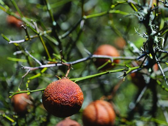Is your citrus tree still alive — or just the rootstock?