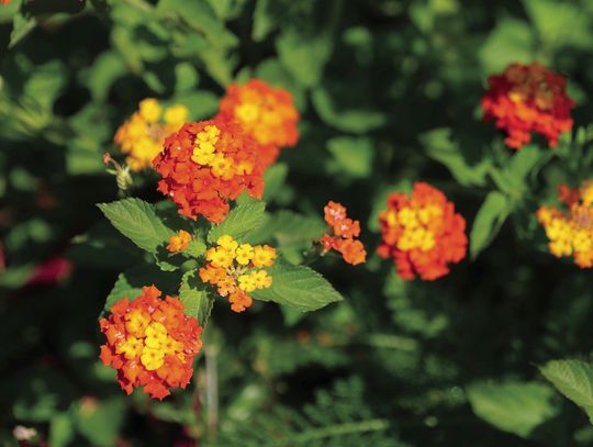 June is National Pollinator Month
