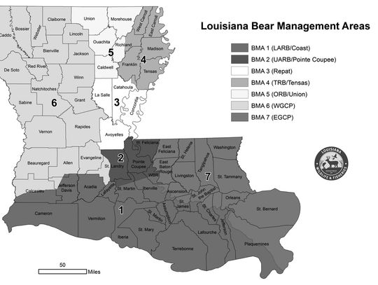 La. black bear hunting lottery now open, Wildlife & Fisheries announces