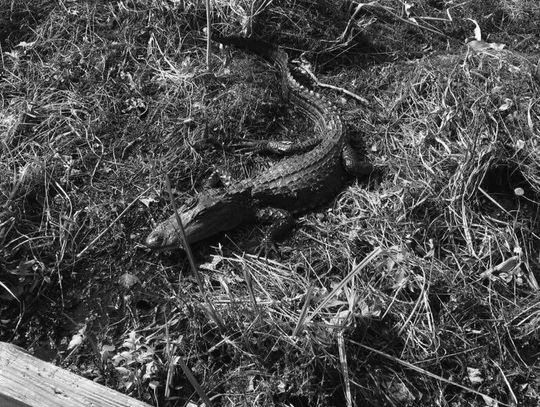 La. considers separate alligator season for sport hunters