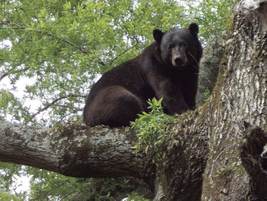La. ponders big expansion for black bear hunting