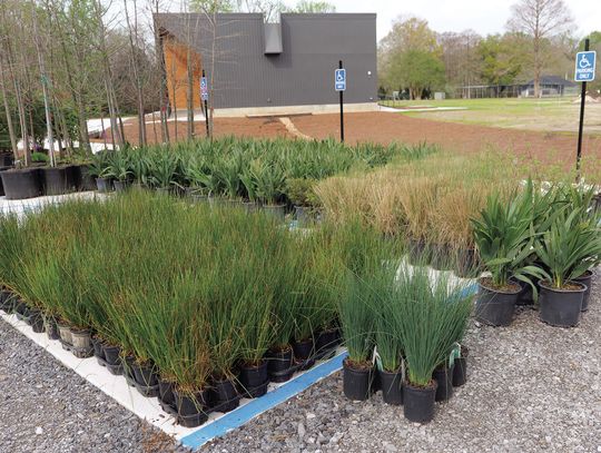 Landscaping with native plants can offer stormwater solutions