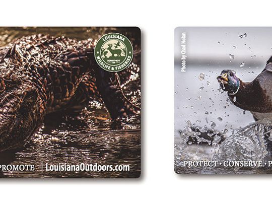 LDWF seeking artwork submissions for next fishing and hunting license hard cards